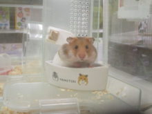 出てきたけど…(´□`*)