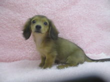 新メンバー(｡･ ω<)ゞ