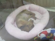 むにゃむにゃ(⊃ωｰ`).｡oO