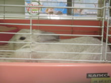 眠いね(｡-_-｡)