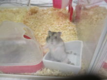 ちっちゃいけど！(￣ω￣)