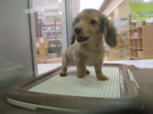 ダッちゃん(^ω^)