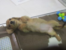 ゴロリン(*ﾟ▽ﾟ*)