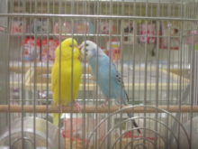 Chu♡ε(｡•ө•｡)з