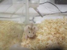 後ずさり(。-∀-)