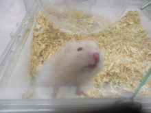 ごはん大好き(๑╹ڡ╹)