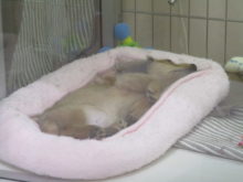 ダッちゃん(^O^)