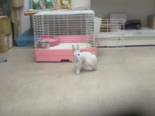 おさんぽ(  ‘×’ )