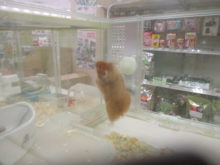 クリスマスイブ(^-^)☆彡