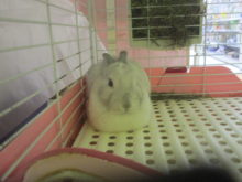 ｡ﾟ+.謹賀新年ﾟ+.ﾟ