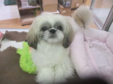 シーちゃん(｡ ・`ω・´)