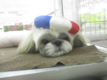 シーちゃん(*^_^*)