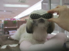 シャキーンヾ(`･ω´･)ゞ