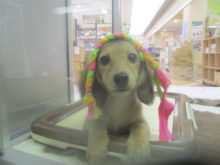 ダッちゃん( ´ ▽ ` )ﾉ