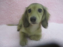 ミニチュアダックスフンド