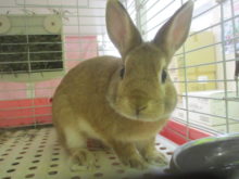 まるまる(｀･н･´)