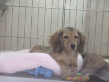 今日のポチたま(^_^)