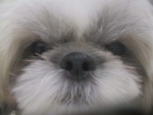 あたし、シーちゃん(^O^)