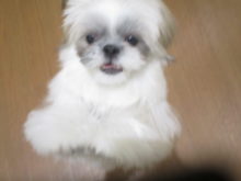 シーちゃん(^O^)