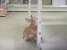 ネザー君o(^▽^)o