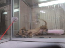 ホッ(｀・ω・´)੭