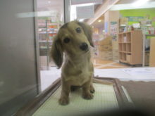 ダッちゃん( ´ ▽ ` )ﾉ