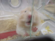 ヘイヘーイ*ˊᵕˋ)੭