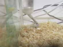 コラコラ(○｀ε´○)