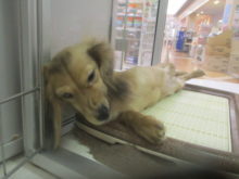 挟まってる～（`･ω･´）