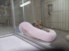 どこへ～(・_・ ) ( ・_・)