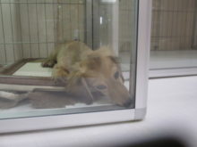 フスーフスー(´∀｀)