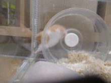 プレミアムフライデー(｡ ・`ω・´) ☆