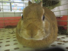 ひなまつり(#^.^#)