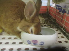 小動物(*´∀｀)