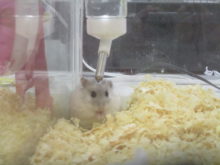 シルバニア(*ﾟ▽ﾟ*)