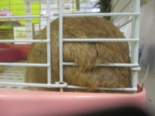 ついネ・・・( ´ ▽ ` )ﾉ