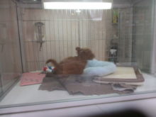 ダッシュ(;´д｀)