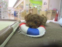 プーくん(´>ω∂`)♪