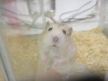 小動物(*´∀｀)