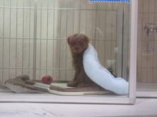 ベッドが好き(*´ω｀*)