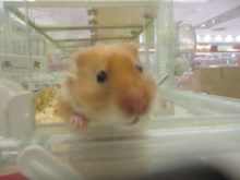 出れる??(｀・ω・´)